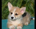 Velški korgi Welsh Corgi Pembroke